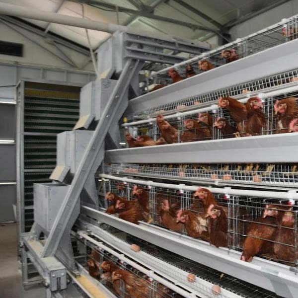 automatic chicken feeding system