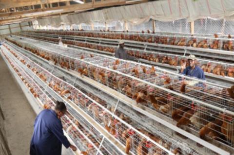 Battery Cage Systems in Poultry